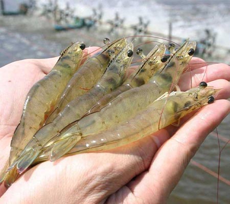 fish feed production